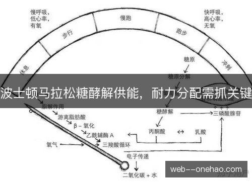 波士顿马拉松糖酵解供能,耐力分配需抓关键 波士顿马拉松糖酵解供能,耐力分配需抓关键